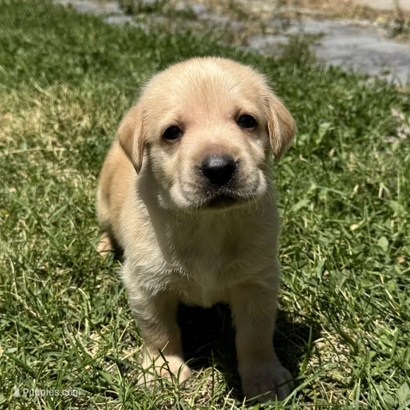 Little Buddy – Labrador Retriever puppy for sale in Lehi, UT