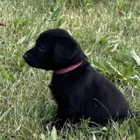 Pink Collar, a female Labrador Retriever for sale in Lehi, UT – 4 of 10