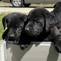 Gray Collar, a male Labrador Retriever for sale in Lehi, UT – 6 of 10