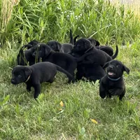 Light Blue Collar, a female Labrador Retriever for sale in Lehi, UT – 5 of 9