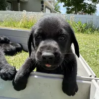 Gray Collar, a male Labrador Retriever for sale in Lehi, UT – 3 of 10