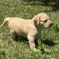 Yellow Collar, a female Labrador Retriever for sale in Lehi, UT – 2 of 10