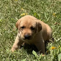 White Collar, a female Labrador Retriever for sale in Lehi, UT – 3 of 10
