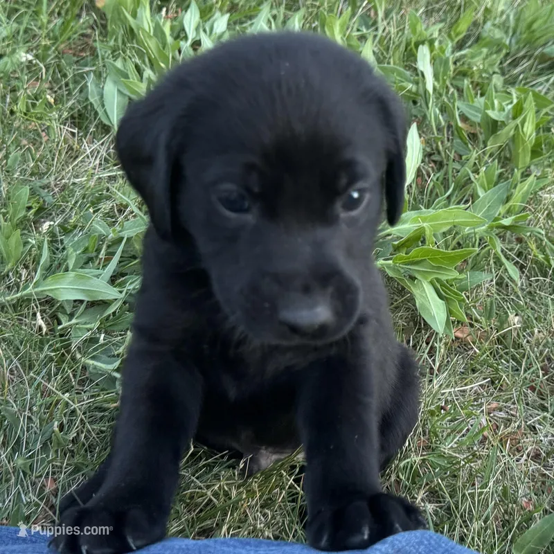 Gray Collar – Labrador Retriever puppy for sale in Lehi, UT