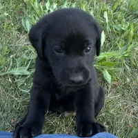 Gray Collar, a male Labrador Retriever for sale in Lehi, UT – 1 of 10