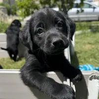 Pink Collar, a female Labrador Retriever for sale in Lehi, UT – 1 of 10