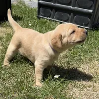 Light Blue Collar, a female Labrador Retriever for sale in Lehi, UT – 3 of 10