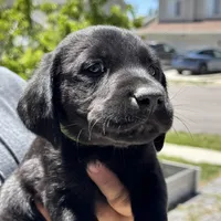 Green Collar, a male Labrador Retriever for sale in Lehi, UT – 3 of 10