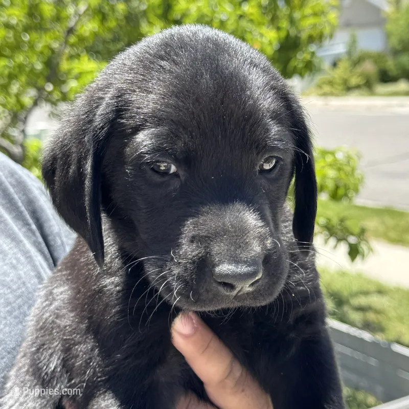 Red Collar – Labrador Retriever puppy for sale in Lehi, UT