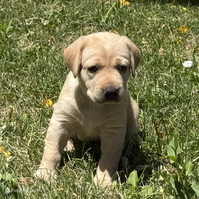 Yellow Collar – Labrador Retriever puppy for sale in Lehi, UT