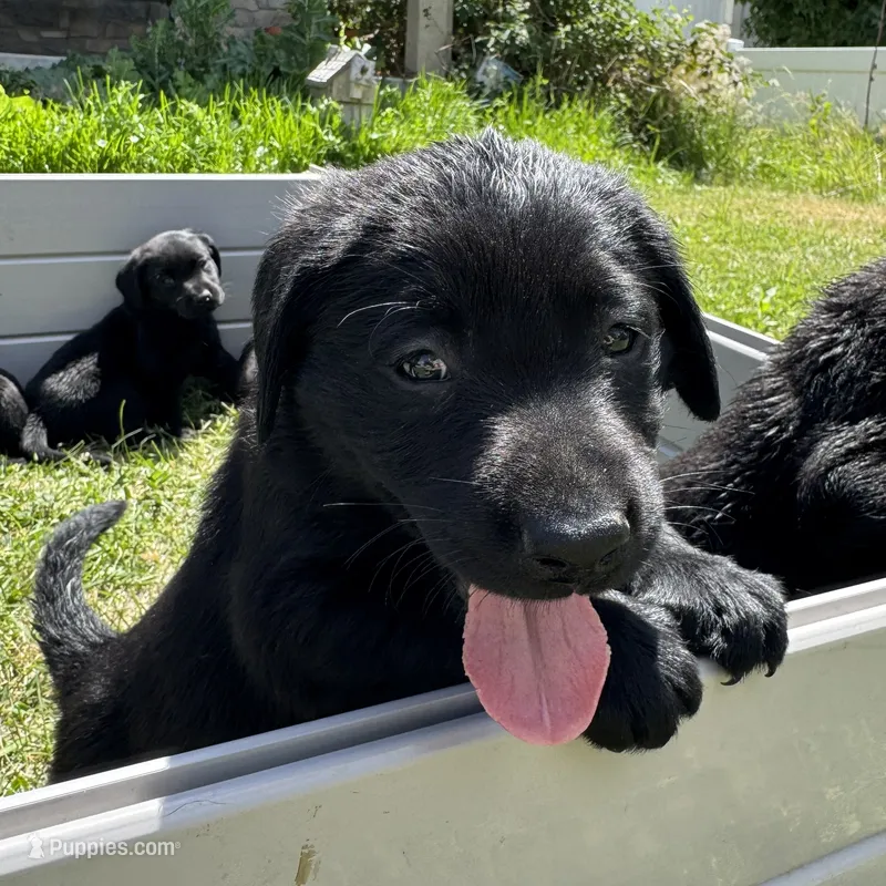 Light Blue Collar – Labrador Retriever puppy for sale in Lehi, UT