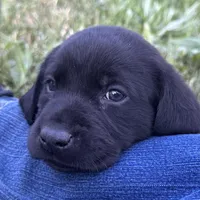 Blue Collar, a male Labrador Retriever for sale in Lehi, UT – 6 of 10