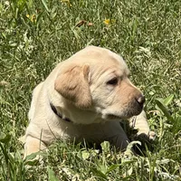 Black Collar, a female Labrador Retriever for sale in Lehi, UT – 3 of 10