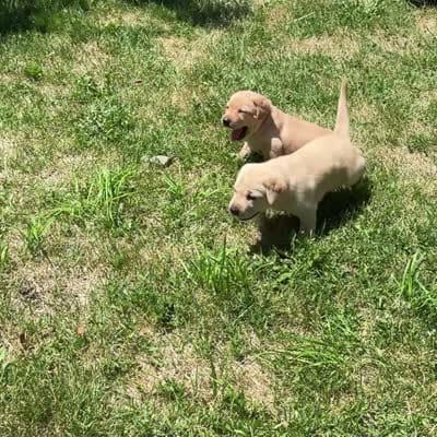 Light Blue Collar, a female Labrador Retriever for sale in Lehi, UT – 2 of 10
