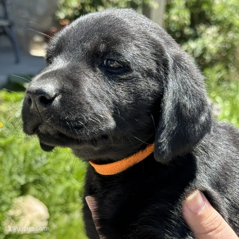 Orange Collar – Labrador Retriever puppy for sale in Lehi, UT