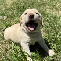 Black Collar, a female Labrador Retriever for sale in Lehi, UT – 1 of 10