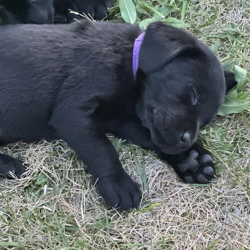 Purple Collar – Labrador Retriever puppy for sale in Lehi, UT