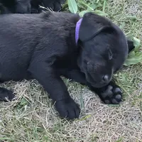 Purple Collar, a female Labrador Retriever for sale in Lehi, UT – 1 of 9