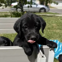 Pink Collar, a female Labrador Retriever for sale in Lehi, UT – 3 of 10