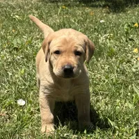 Black Collar, a female Labrador Retriever for sale in Lehi, UT – 6 of 10
