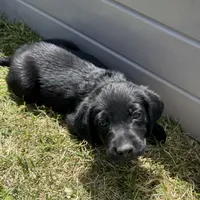 Yellow Collar, a female Labrador Retriever for sale in Lehi, UT – 5 of 10