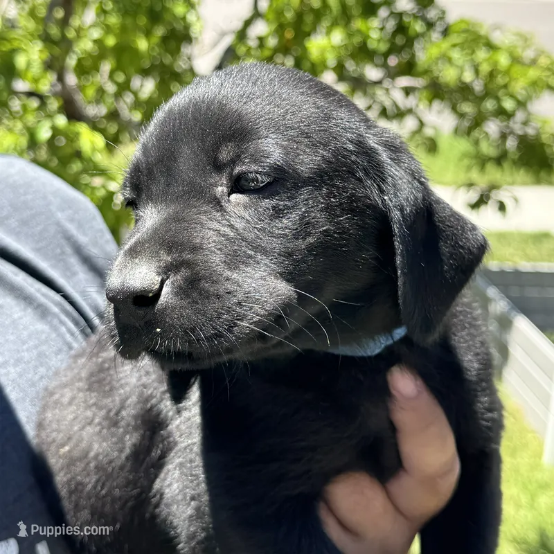 Blue Collar – Labrador Retriever puppy for sale in Lehi, UT