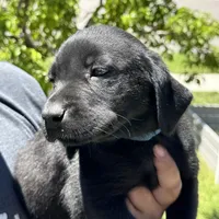 Blue Collar, a male Labrador Retriever for sale in Lehi, UT – 1 of 10