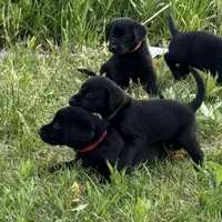 Red Collar, a male Labrador Retriever for sale in Lehi, UT – 3 of 10