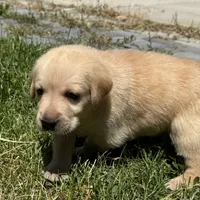 Little Buddy, a female Labrador Retriever for sale in Lehi, UT – 2 of 9