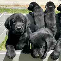 Tan Collar, a male Labrador Retriever for sale in Lehi, UT – 5 of 10