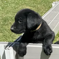Tan Collar, a male Labrador Retriever for sale in Lehi, UT – 4 of 10