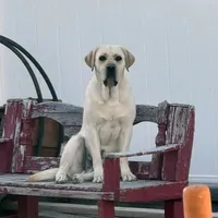 Yellow Collar, a female Labrador Retriever for sale in Lehi, UT – 9 of 10