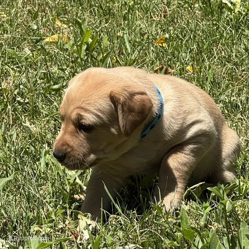 Light Blue Collar – Labrador Retriever puppy for sale in Lehi, UT