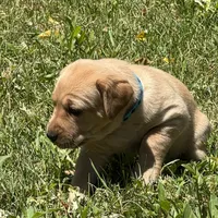 Light Blue Collar, a female Labrador Retriever for sale in Lehi, UT – 1 of 10