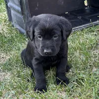 Light Blue Collar, a female Labrador Retriever for sale in Lehi, UT – 2 of 9