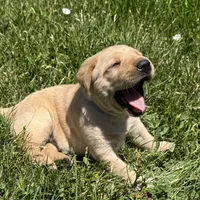 Brown Collar, a female Labrador Retriever for sale in Lehi, UT – 3 of 10