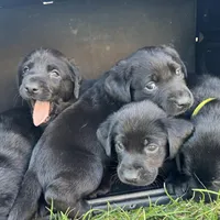 Orange Collar, a female Labrador Retriever for sale in Lehi, UT – 4 of 10