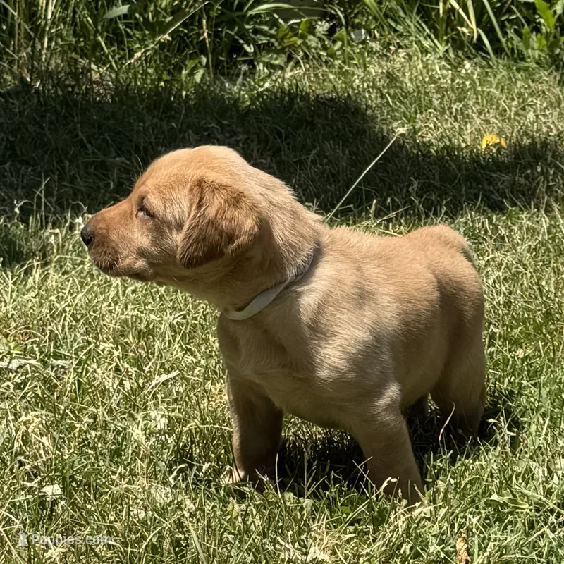 White Collar – Labrador Retriever puppy for sale in Lehi, UT