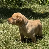 White Collar, a female Labrador Retriever for sale in Lehi, UT – 1 of 10