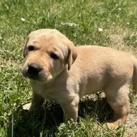 Brown Collar, a female Labrador Retriever for sale in Lehi, UT – 4 of 10