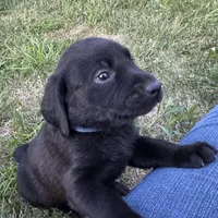 Blue Collar, a male Labrador Retriever for sale in Lehi, UT – 3 of 10
