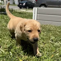 Light Blue Collar, a female Labrador Retriever for sale in Lehi, UT – 4 of 10