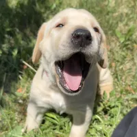 White Collar, a female Labrador Retriever for sale in Lehi, UT – 4 of 10