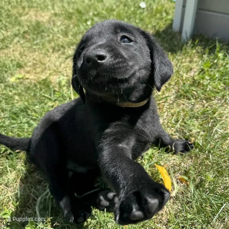 Tan Collar – Labrador Retriever puppy for sale in Lehi, UT
