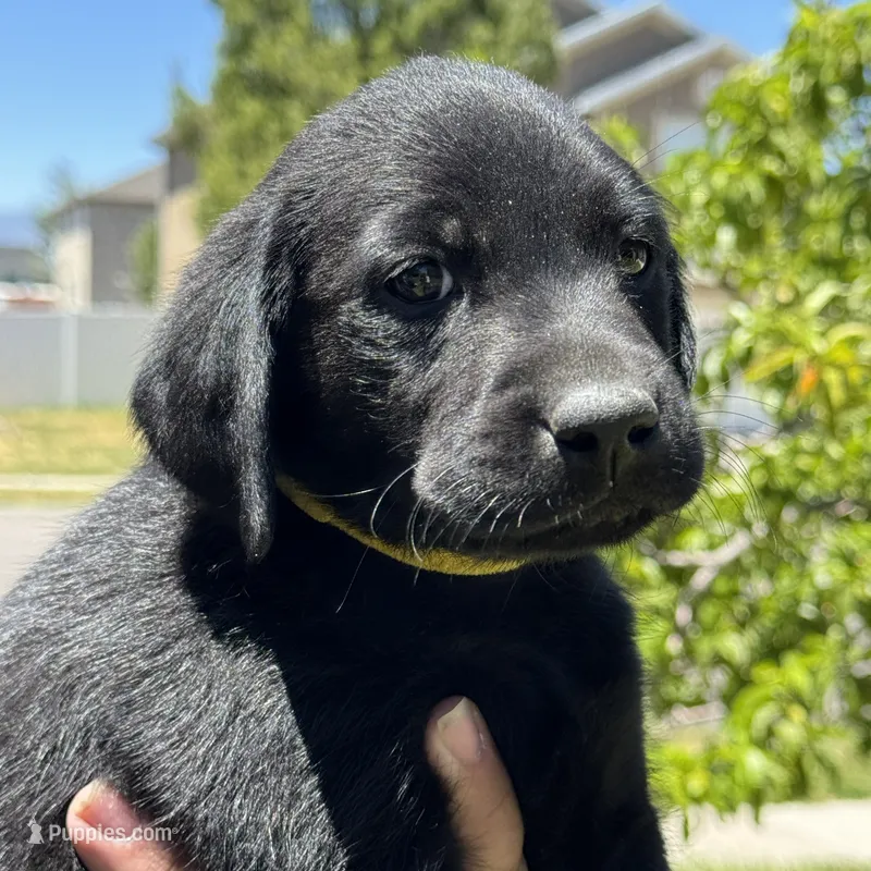 Yellow Collar – Labrador Retriever puppy for sale in Lehi, UT