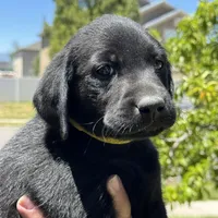 Yellow Collar, a female Labrador Retriever for sale in Lehi, UT – 1 of 10