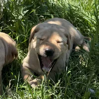Yellow Collar, a female Labrador Retriever for sale in Lehi, UT – 5 of 10