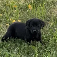 Yellow Collar, a female Labrador Retriever for sale in Lehi, UT – 4 of 10