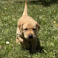 Brown Collar, a female Labrador Retriever for sale in Lehi, UT – 5 of 10