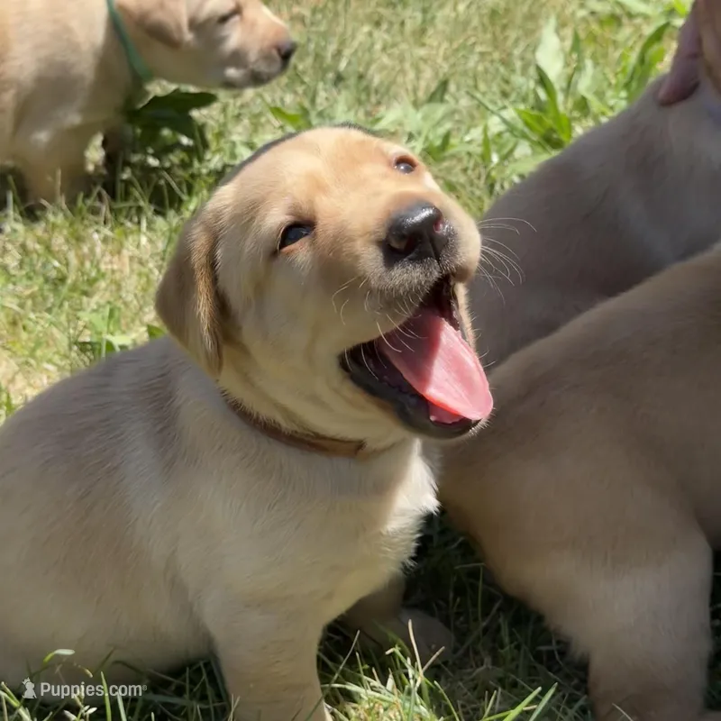 Brown Collar – Labrador Retriever puppy for sale in Lehi, UT